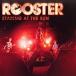 롼/ROOSTER/ƥ󥰥åȥ/BVCP29616
