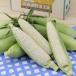  Hokkaido производство белый кукуруза 10шт.@/ ваш заказ . земля производство подарок подарок специальный продукт рекомендация / подарок на Bon Festival 