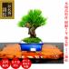  в тот же день отгрузка бонсай сосна ..7 год ... . произведение futoshi . сон .. сосна очень толстый .. форма прекрасный ветка ... хороший бонсай ....