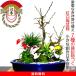  бонсай слива белый слива красные цветы сливы . белый слива сосна бамбук слива салон начинающий день рождения подарок .. хобби цветок подарок 