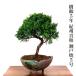  бонсай подлинный Kashiwa введение вид ..6 год Special . искривление . нить рыба река подлинный Kashiwa .. дерево бонсай сосна салон начинающий модный интерьер растения .. бонсай подарок 