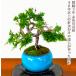  бонсай подлинный Kashiwa введение вид ..5 год Special . искривление . нить рыба река подлинный Kashiwa .. дерево бонсай сосна салон начинающий модный интерьер растения .. бонсай подарок 