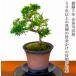  бонсай подлинный Kashiwa введение вид ..5 год Special . искривление . нить рыба река подлинный Kashiwa .. дерево бонсай сосна салон начинающий модный интерьер растения .. бонсай подарок 