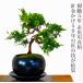  бонсай подлинный Kashiwa введение вид ..5 год Special . искривление . нить рыба река подлинный Kashiwa .. дерево бонсай сосна салон начинающий модный интерьер растения .. бонсай подарок 