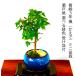  бонсай клен клен клен бонсай клен мини бонсай салон начинающий модный бонсай Mini . лист подарок подарок 