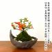  бонсай бонсай Chojubai мини бонсай 4 сезон . красный цветок .. person палец юг документы здоровье .. мини бонсай салон хобби Mini . лист подарок день рождения подарок 