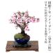 бонсай Sakura someiyo инструмент для проволоки .. Yoshino flat мир. Sakura один -слойный . салон оценка дом .. цветок видеть начинающий праздник день рождения подарок бесплатный подарок 
