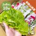  Wakayama prefecture production celtuce ( healthy Pao ) 80 sheets (10 sack ) yakiniku Sam gyop monkey Pao chi car .