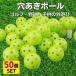  дыра мяч 42mm 50 шт бейсбол Golf тренировка для зеленый зеленый флуоресценция легкий безопасность пластик закрытый наружный салон batting теннис .. дыра открытие тренировка мяч 