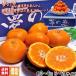  сон. . мандарин уншиу примерно 3.5~4kg S~2L размер Kumamoto префектура производство .. стандарт JA.... свет сенсор выбор другой mi can * сахар раз 12 раз гарантия сон будущее. пик меласса .