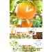 �s�엜 �K���E�L���E�����Â��E�V�� ��5kg 8�`16�� �G�i ��ʒ��S ��t���Y �����K�i ���Q�̑N�x�ƍ����i���̃i�V�I�M�t�g�œK�Ȓn��u�����h�̓��Y�i �֘A�摜5