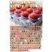 �k�̋� �X�[�p�[�t���[�c�g�}�g ��1kg S�`L�T�C�Y �k�C���Y �����K�i �g�}�g�ɂ̉�ւ�ō���̖��ƕi���I �֘A�摜1