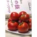 �k�̋� �X�[�p�[�t���[�c�g�}�g ��1kg S�`L�T�C�Y �k�C���Y �����K�i �g�}�g�ɂ̉�ւ�ō���̖��ƕi���I �֘A�摜2