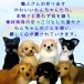 �I�[�_�[���C�h �r�уt�F���g ��񂿂�� ���ʐ^���琧�� ���� ���킢�� �������� ���{�� �r�уt�F���g �� ������ �t�F���b�g �n���X�^�[ ���� �⍜ ��� �֘A�摜1