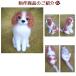 �I�[�_�[���C�h �r�уt�F���g ��񂿂�� ���ʐ^���琧�� ���� ���킢�� �������� ���{�� �r�уt�F���g �� ������ �t�F���b�g �n���X�^�[ ���� �⍜ ��� �֘A�摜3