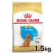  Royal kana n собака пудель . собака 1.5kg корм для собак капот собака для собака 