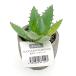  flower pot many meat pot gray D/ aloe artificial flower fake green 357722