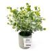  flower pot green pot gray E/ eucalyptus. leaf artificial flower fake green 357743