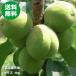 青梅　1kg　青森　豊後梅　Lサイズ