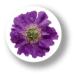  цветок жестяная банка значок CBFL010 Purple Scabiosa лиловый cкабиоза 