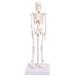  human body model 22cm [ high quality teaching material also possible to use ...].. model .. specimen . model [ total 7 place. movable part rank equipped!! complicated . posture . possibility ]. specimen human body 2