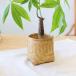 TMC bamboo план to держатель M 10726-890-134 4589450059692 крышка плантатора 2026SS