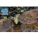 �W���b�J�� �N���[���t���b�OCLONE FROG