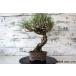  бонсай [ сосна Тунберга ] японский стиль интерьер модный смешанные товары произведение искусства садоводство декоративное растение садоводство двор хобби горшок 029