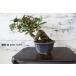  бонсай [gmi] японский стиль интерьер садоводство цветок садоводство смешанные товары произведение искусства мир. сердце декоративное растение двор хобби горшок 035