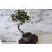  бонсай [gmi] японский стиль интерьер цветок садоводство садоводство модный смешанные товары произведение искусства декоративное растение двор хобби горшок b047
