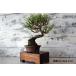  бонсай [ сосна Тунберга ] японский стиль интерьер садоводство садоводство модный смешанные товары произведение искусства декоративное растение двор хобби горшок b051