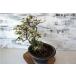  бонсай [gmi]himeitabi наматывать имеется японский стиль интерьер садоводство садоводство модный смешанные товары произведение искусства декоративное растение двор хобби горшок b059