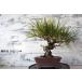  бонсай [ сосна Тунберга ] японский стиль интерьер садоводство садоводство модный смешанные товары произведение искусства декоративное растение двор хобби горшок b061