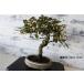  бонсай [gmi] японский стиль интерьер садоводство садоводство модный смешанные товары произведение искусства декоративное растение двор хобби горшок b065