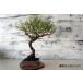  бонсай [ сосна Тунберга ] японский стиль интерьер садоводство садоводство модный смешанные товары произведение искусства декоративное растение двор хобби горшок b067