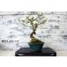  бонсай [ гора Sakura ] японский стиль интерьер цветок весна садоводство садоводство модный смешанные товары произведение искусства декоративное растение двор хобби горшок Sakura b080