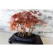  бонсай [. лист ]momiji японский стиль интерьер весна садоводство садоводство модный смешанные товары произведение искусства декоративное растение двор хобби горшок b111
