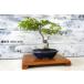  бонсай [. лист ]momiji японский стиль интерьер весна садоводство садоводство произведение искусства декоративное растение b121