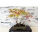  бонсай [ - ze].. лист японский стиль интерьер садоводство садоводство произведение искусства декоративное растение b127