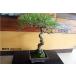  бонсай [ сосна Тунберга ] японский стиль интерьер сосна садоводство садоводство произведение искусства декоративное растение b144