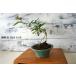  бонсай [ индийская сирень ] 100 день . японский стиль интерьер цветок садоводство садоводство произведение искусства декоративное растение b147