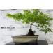  бонсай [. лист ]momiji японский стиль интерьер весна садоводство садоводство произведение искусства декоративное растение b163