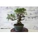  бонсай [ подлинный Kashiwa ] японский стиль интерьер сосна садоводство садоводство произведение искусства декоративное растение b164