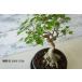  бонсай [ клён трёхраздельный ]. лист японский стиль интерьер садоводство садоводство произведение искусства декоративное растение b166
