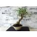  бонсай [ гардения ] японский стиль интерьер садоводство цветок садоводство произведение искусства декоративное растение b171