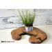  бонсай луговые и горные травы [. ввод камень . правильный .]( рукоятка ili сиденье shou) японский стиль интерьер модный смешанные товары произведение искусства мелкие вещи декоративное растение садоводство садоводство двор хобби горшок 175