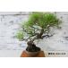  бонсай [ красный сосна ] мох японский стиль интерьер сосна садоводство садоводство произведение искусства декоративное растение b182