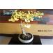  бонсай [ гинкго ] гинкго японский стиль интерьер весна осень . лист садоводство садоводство произведение искусства декоративное растение b185