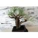  бонсай [ сосна Тунберга ] японский стиль Новый год интерьер сосна садоводство садоводство произведение искусства декоративное растение b187