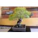  бонсай [ сосна Тунберга ] японский стиль интерьер сосна садоводство садоводство произведение искусства декоративное растение b198